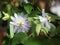 Butterfly World Passiflora