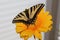 Butterfly world- Swallowtail butterfly with white background.