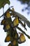 Butterfly + worm, under mango leaves the beginning of life