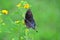 Butterfly on yarrow