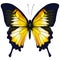 Butterfly. Yellow butterfly isolated illustration on white background