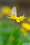 Butterfly on yellow daisy