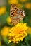 The butterfly on a yellow flower