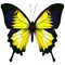 Butterfly. Yellow illustration on white background