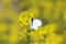 Butterfly on yellow wild flower