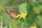 Butterfly yellow wing insect nature