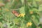 Butterfly yellow wing insect nature