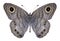 Butterfly Ypthima baldus male underside