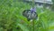 butterfly zebra beautiful in blur green background