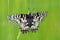 Butterfly (Zerynthia polyxena) on spring meadow