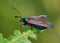 The butterfly Zygaena filipendulae