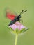A butterfly Zygaena filipendulae on flower early in the morning flaps its wings