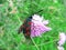 Butterfly Zygaena filipendulae on a pink flower.
