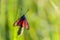 Butterfly zygaena filipendulae spread its wings
