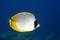 Butterflyfish