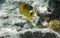 Butterflyfish