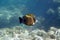 Butterflyfish