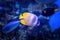 A Butterflyfish Chaetodon Kleinii from are a group of tropical marine fish of the family Chaetodontidae. Found on coral