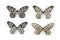 Butterflys with black and white color isolated