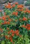 Butterflyweed Flowers - Asclepias tuberosa