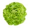 Butterhead lettuce from above over white