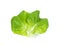 Butterhead lettuce leaf on white background