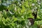 Butterhead lettuce plants growing