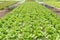 Butterhead lettuce salad plant in the hydroponic system