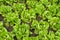 Butterhead Lettuce salad plantation, green organic vegetable