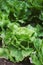 Butterhead lettuces in an organic orchard