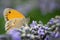 Butterlfy macro on lavender flowers