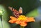 Butterly collecting nectar from a flower