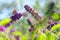 Butterly rests on purple flower. Narrow focus image