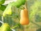 Butternut squash pumpkin hanging on a tree.