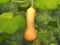 Butternut squash pumpkin hanging on a tree