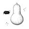 Butternut Squash vector drawing. Isolated hand drawn object.