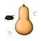 Butternut Squash vector drawing. Isolated hand drawn object. Vegetable illustration.