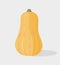 Butternut squash. Vector hand drawn illustration.