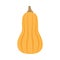 Butternut squash vector illustration icon