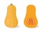 Butternut squash whole and cut in half. Vector hand drawn illustration.