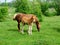 Butterscotch foal with its mother. foal stands in a paddock