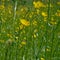 Butterup field, close-up - Ranunculus bulbosus