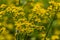 Butterweed blooming closeup view