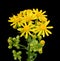 Butterweed, Packera glabella, Isolated