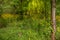 Butterweed throughout the forest