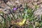 Butterwort wild wetland plant