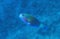 Buttlehead Parrotfish