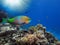 Buttlehead parrotfish. Red Sea