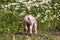 Buttocks of a young piglet, little happy swine, standing in  in a meadow with marguerite flowers