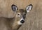 Button Buck Whitetail Deer (Odocoileus virginianus